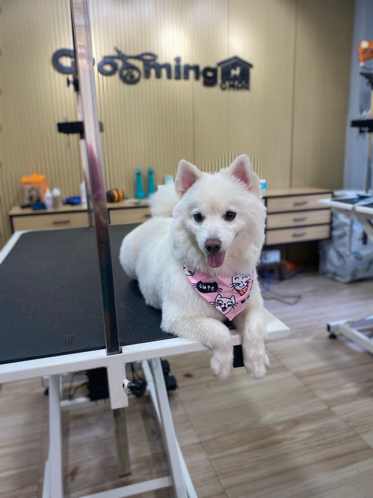 Japanese Spitz