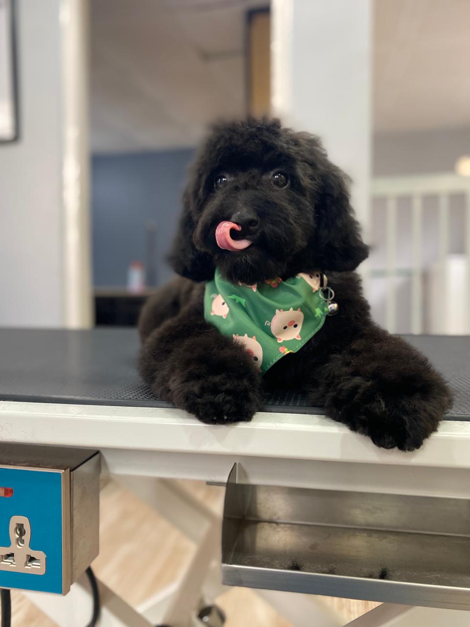 Poodle