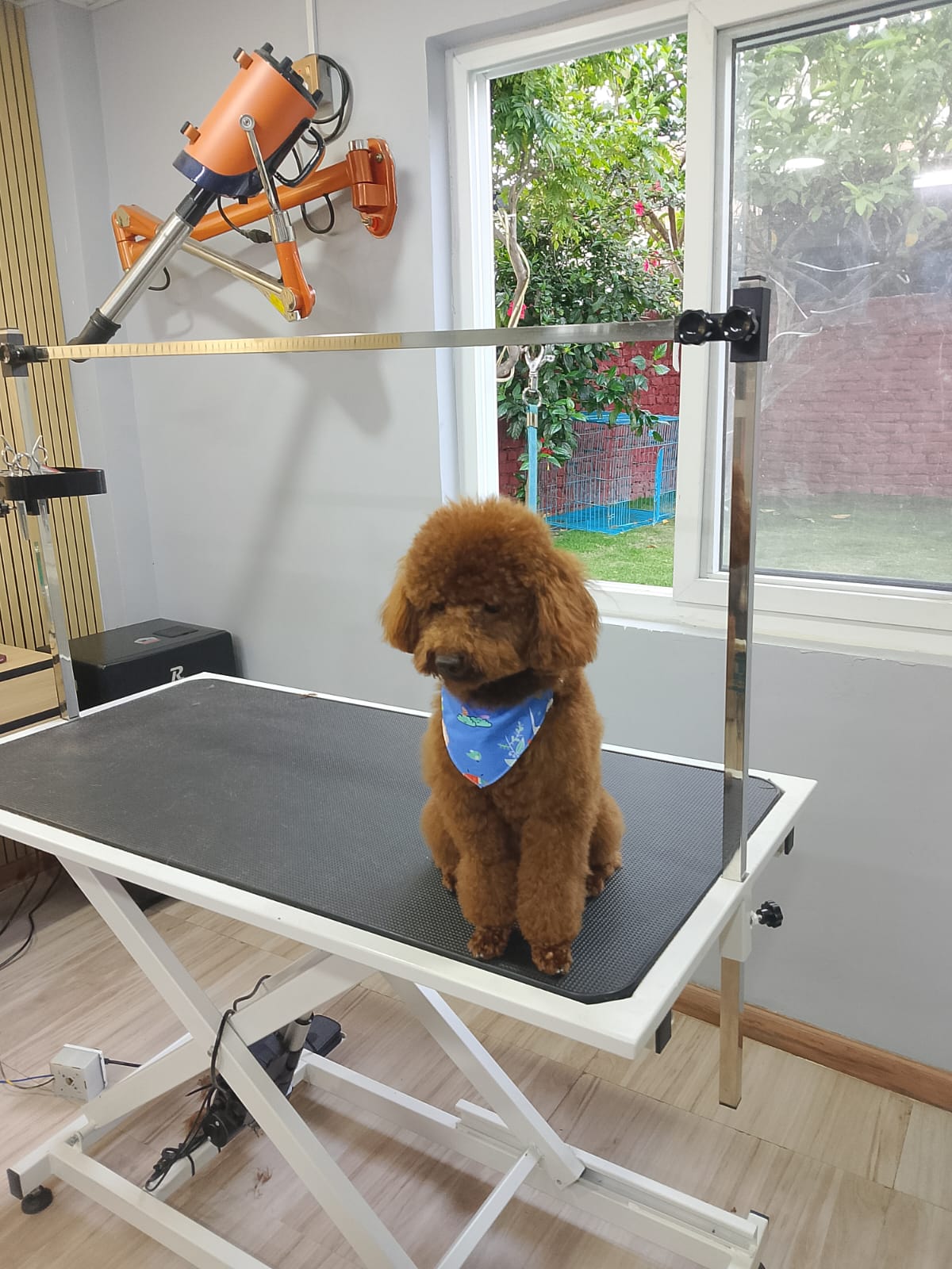 Poodle