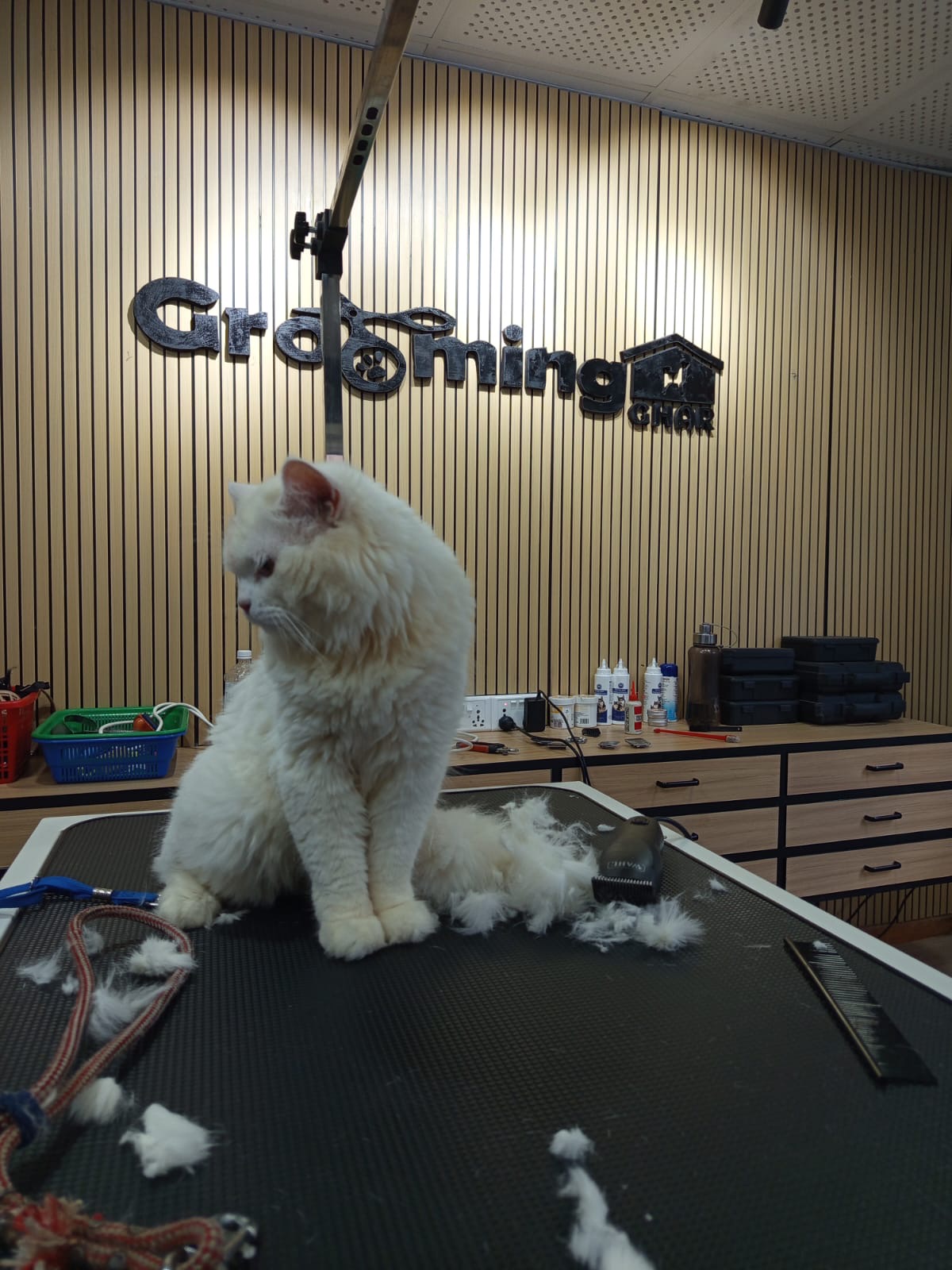 Persian Cat