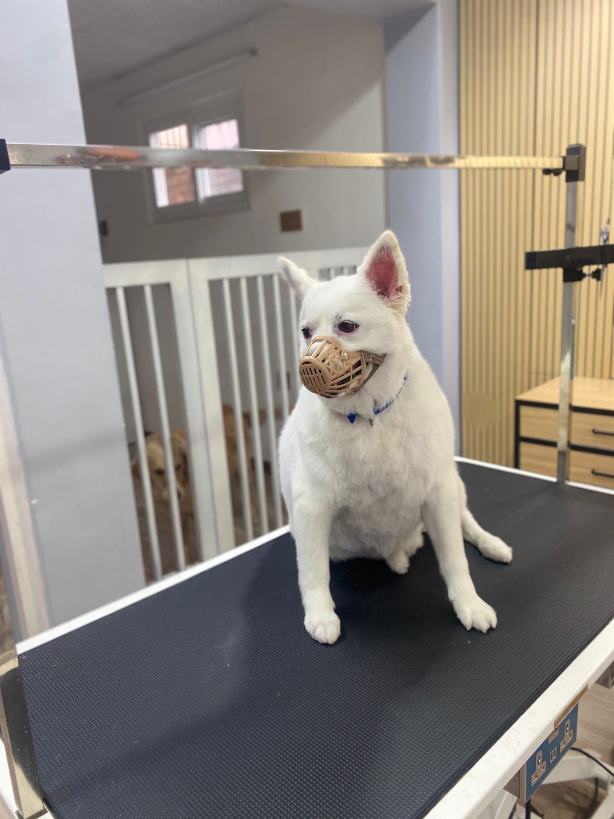 Japanese Spitz