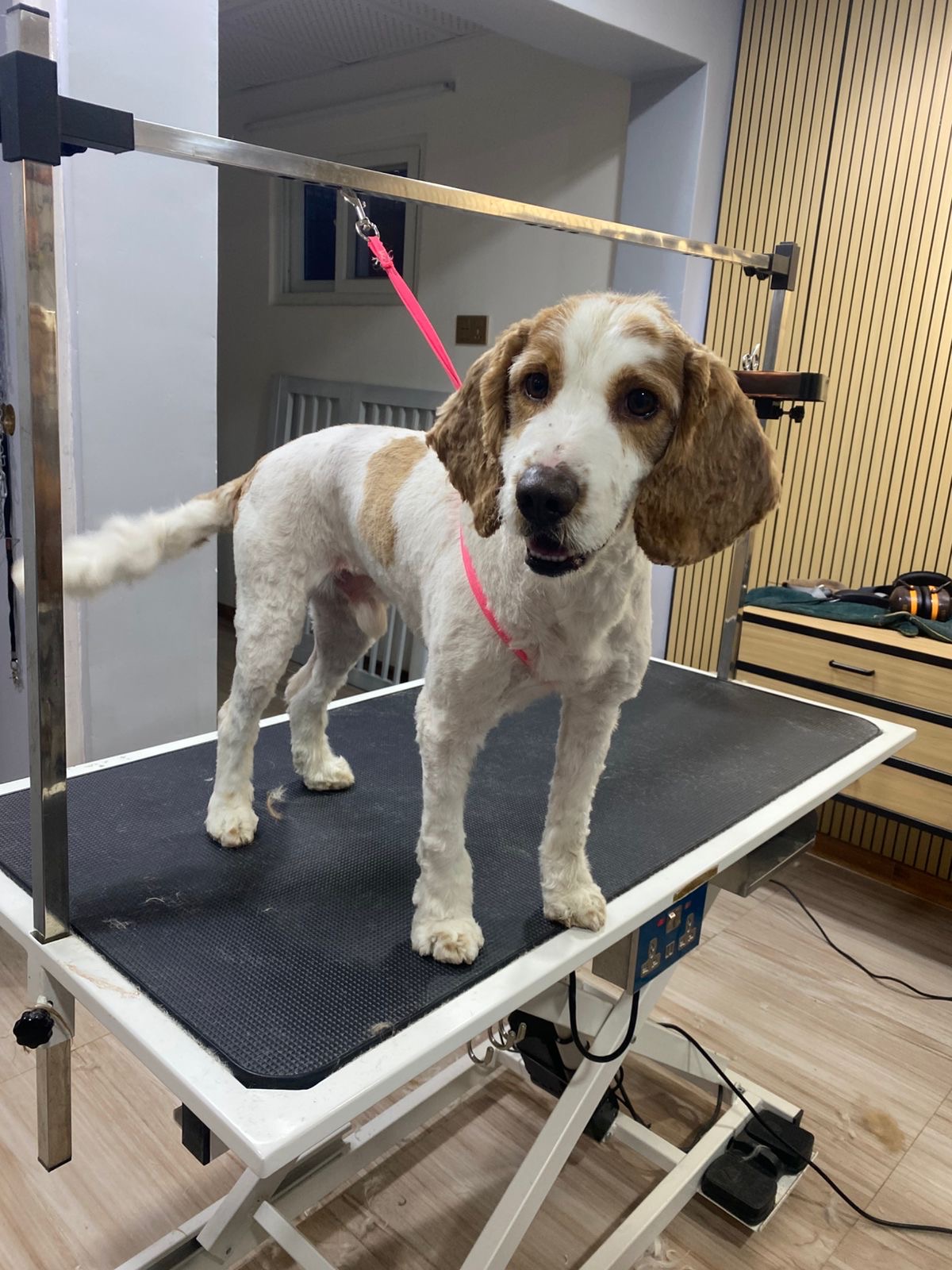 Cocker Spaniel