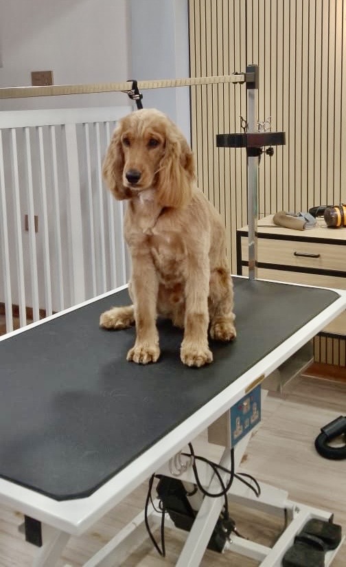 Cocker Spaniel