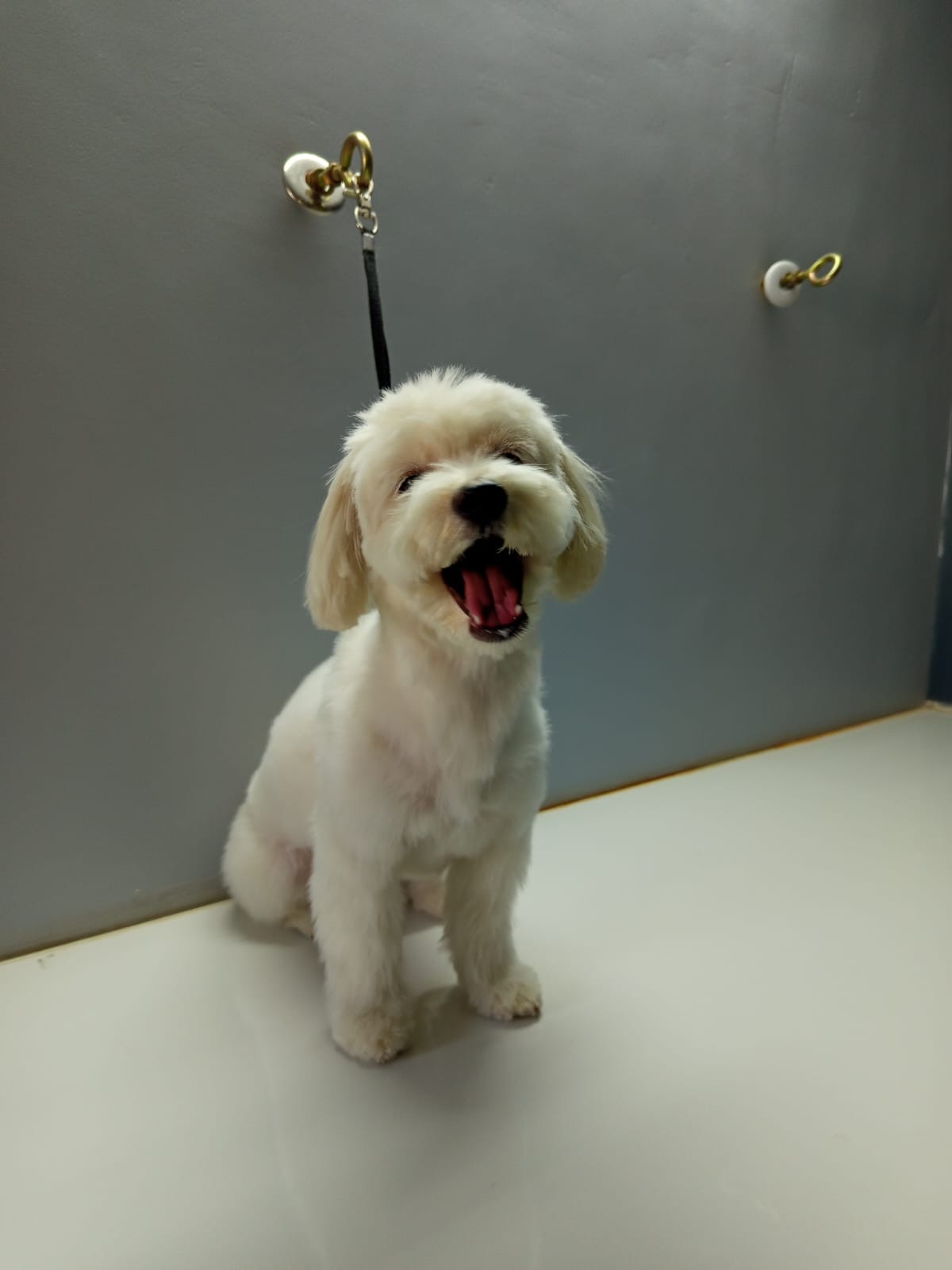 Lasa Apso