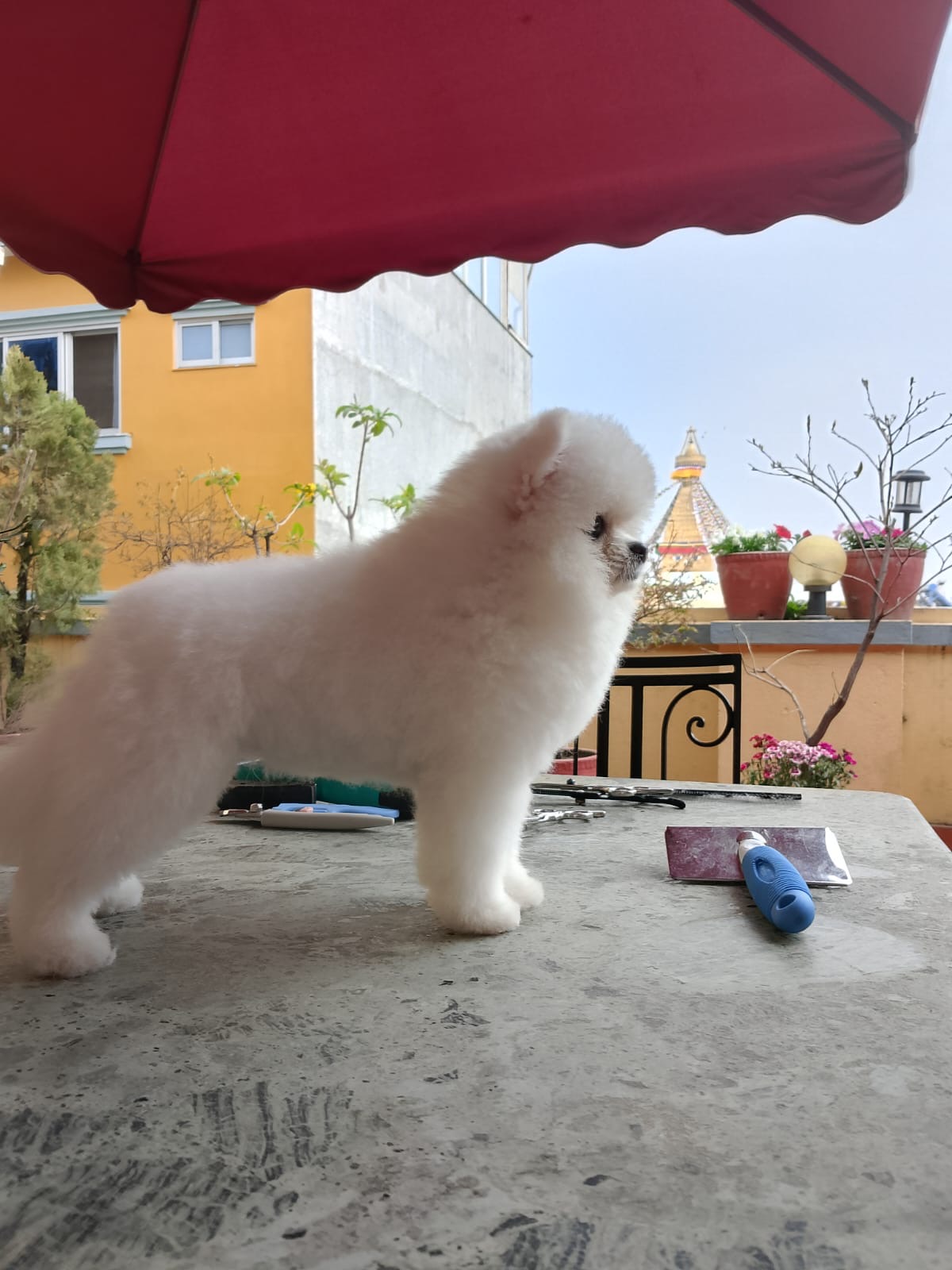 Pomeranian