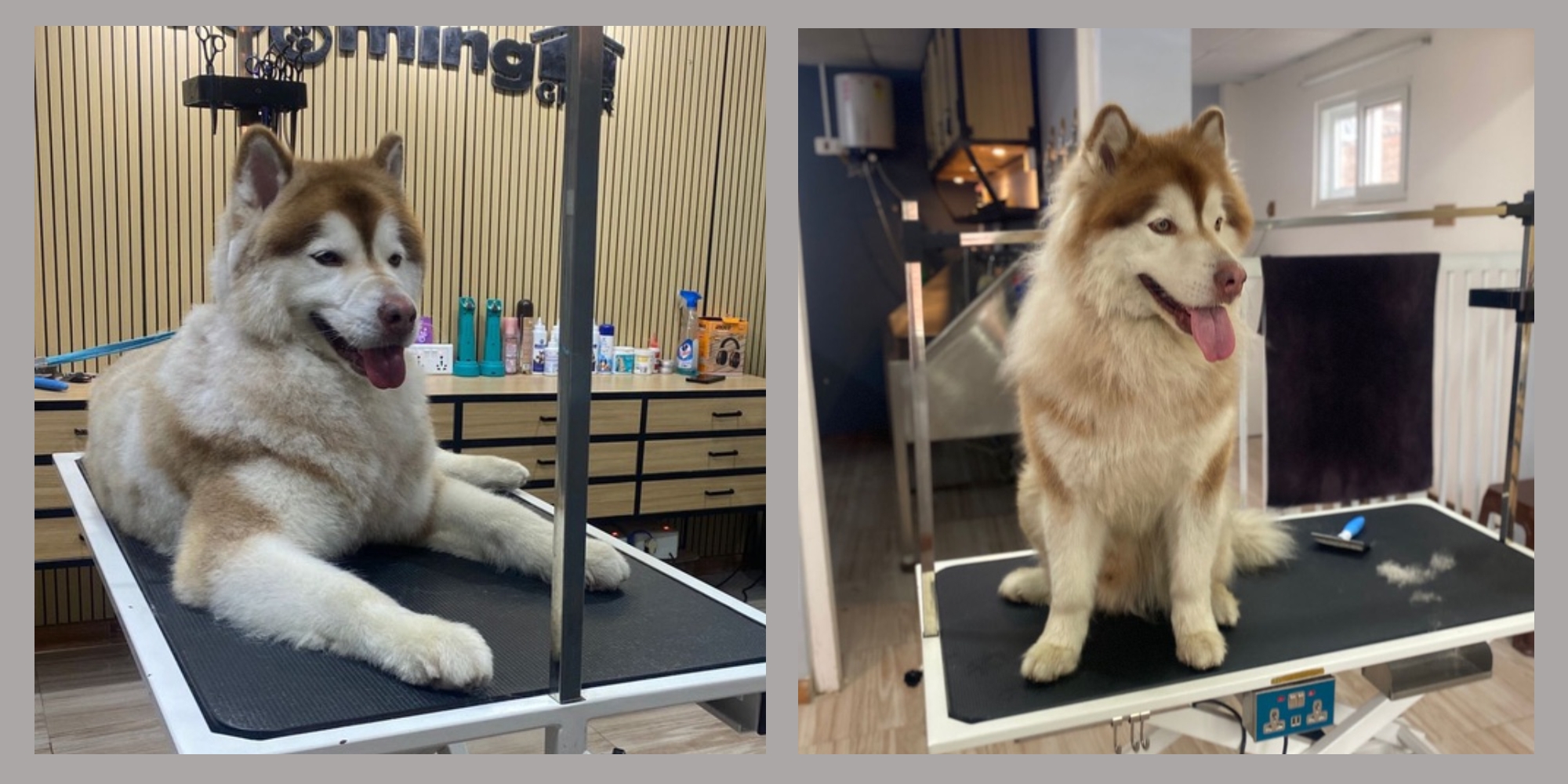 Husky