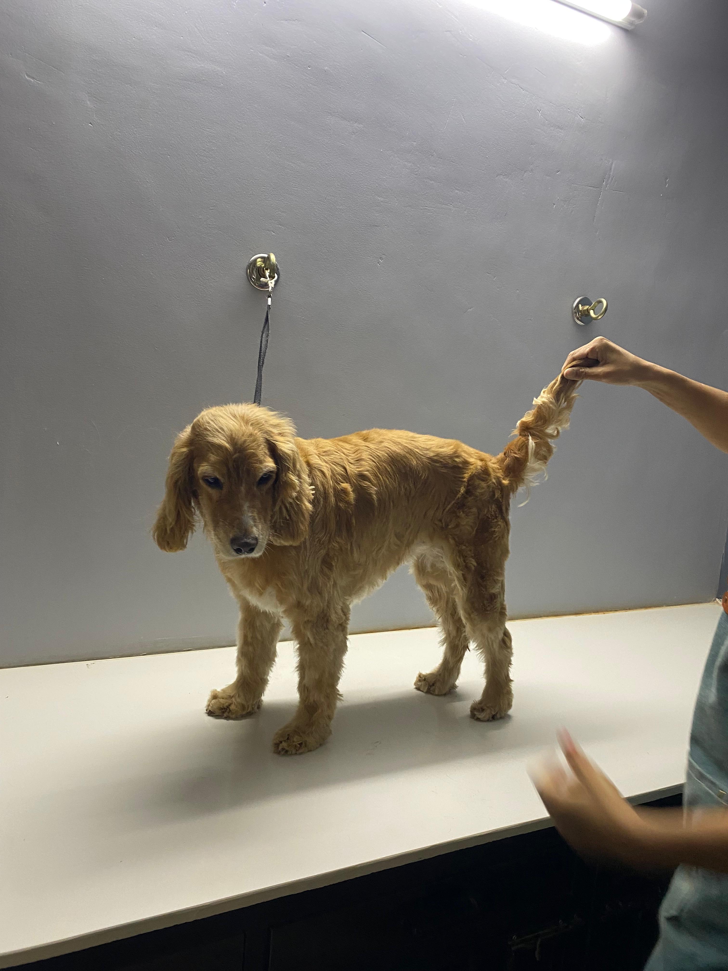 Full Grooming