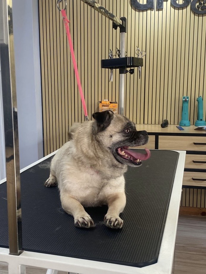 Maintenance Grooming
