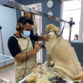 Haircut & Trimming