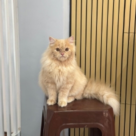 Cat Grooming