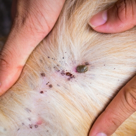 Tick & Flea Treatment